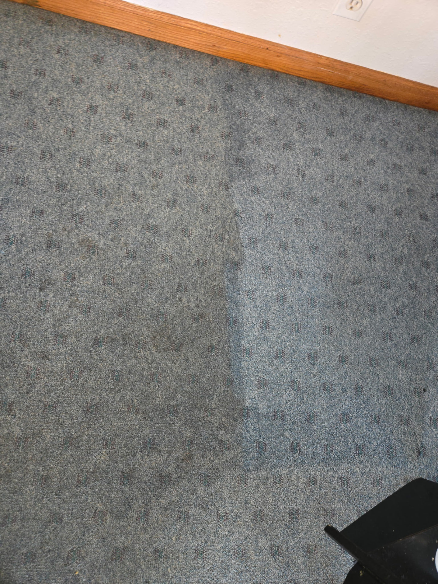 Holland, MI carpet mid-cleaning: the cleaned right side is bright blue next to the soiled, stained left side